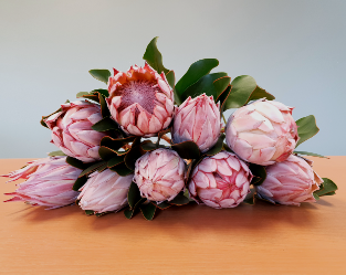 Protea Pink King (2)-925